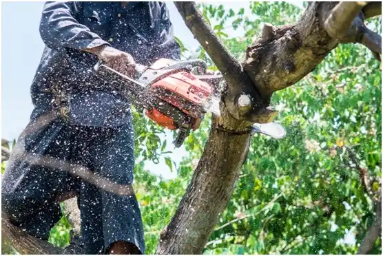 tree services Level Green